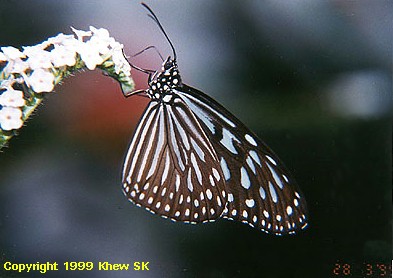 Blue Glassy Tiger