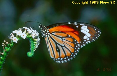 Common Tiger f-genutia