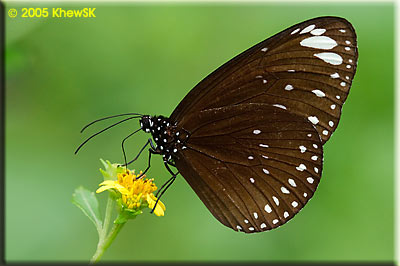 The Spotted Black Crow