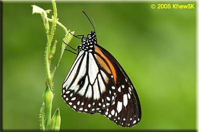 The Black-Veined Tiger