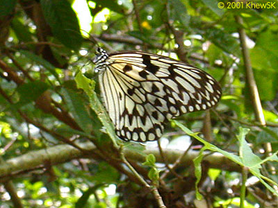 Idea leuconoe chersonesia