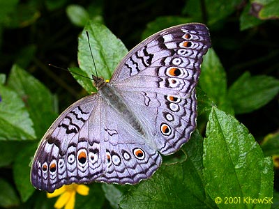 Grey Pansy