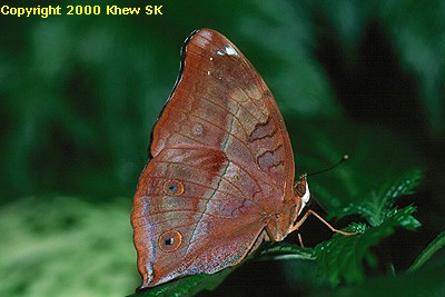 The Autumn Leaf