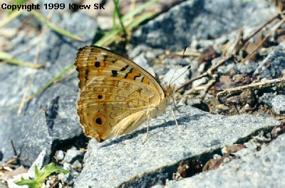 The Blue Pansy (Female)