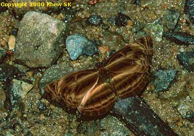 Neptis harita harita
