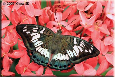 Green Baron (Female)