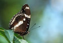 Great Eggfy male underside