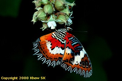 Malay Lacewing (Female)
