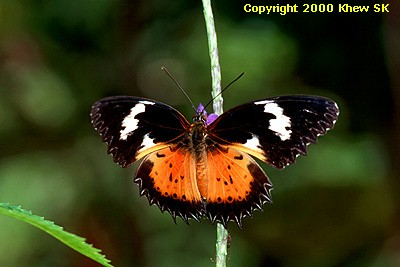 Malay Lacewing