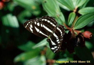 Neptis leucoporos cresina