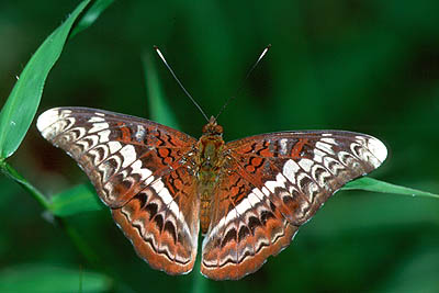 The Knight (spp malayana)