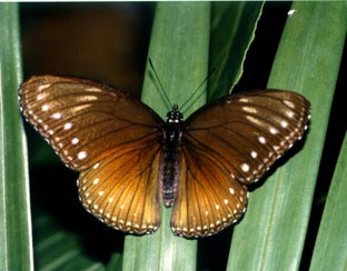 The Malayan Eggfly