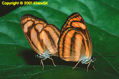 The Malayan Lascar