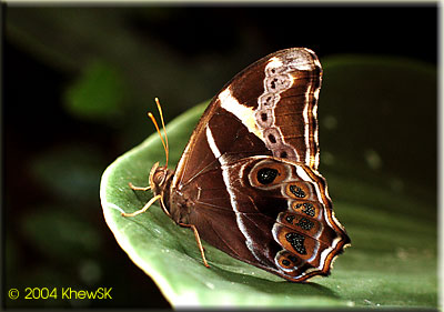 The Bamboo Tree Brown