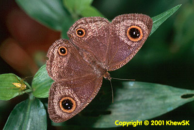Common Three Ring