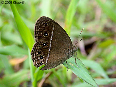 Mycalesis perseus cepheus