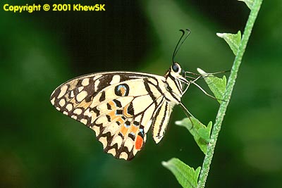 The Lime Butterfly