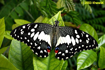 The Lime Butterfly