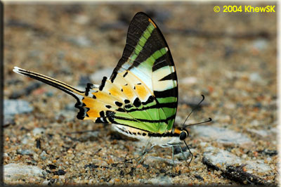Five Bar Swordtail