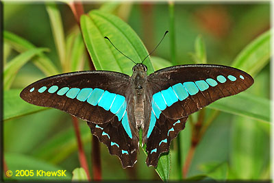 Common Bluebottle