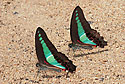 A pair of puddling Common Bluebottles