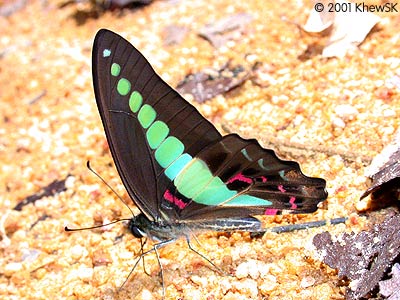 Common Bluebottle