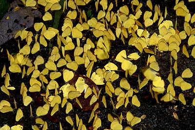 Three Spot Grass Yellow