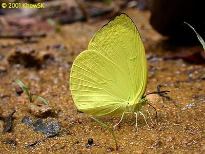 The Tree Yellow