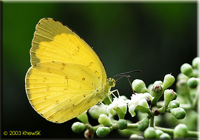 Three Spot Grass Yellow