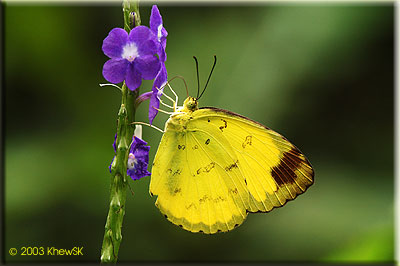 Eurema simulatrix tecmessa