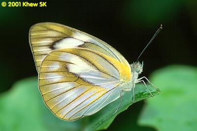 The Striped Albatross (Female)