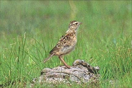 Rudd's Lark