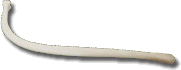 male raccoon baculum