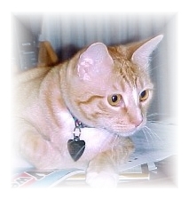 gato