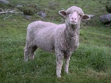 carneiro