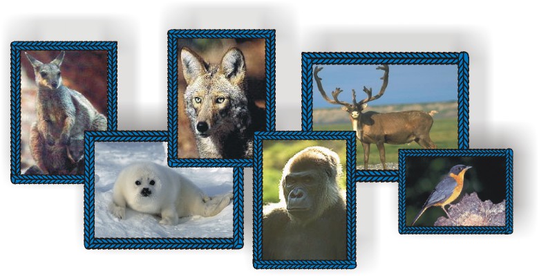 Grupo Animais Selvagens