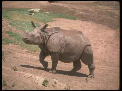 indianrhino