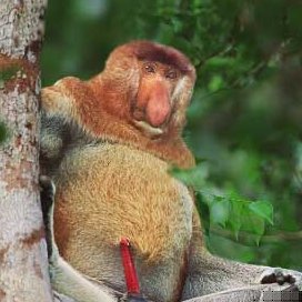 monkey