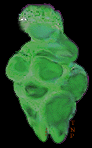 [willendorf goddess 3]