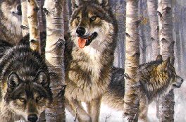 Three Wolves