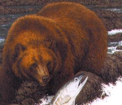 Bear 1
