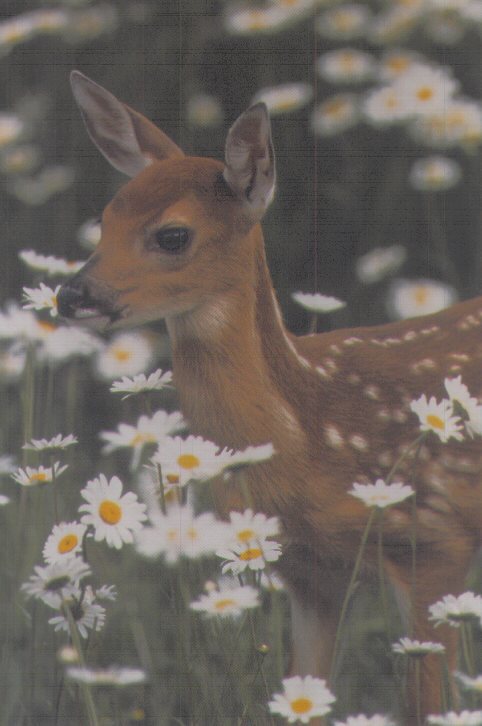 Fawn