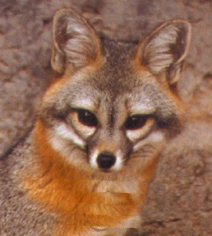 Gray Fox