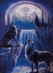 Wolf Poster
