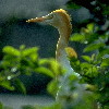 Cattle Egret (6.20 KB)
