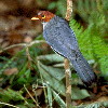 Chestnut-capped Laughingthrush (6.24KB)