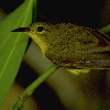Brown-throated Sunbird (4.83KB)