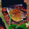 Temminck's Babbler (4.83KB)