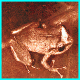[picture of coqui]