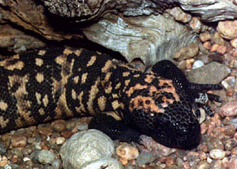 [Picture of Gila monster]